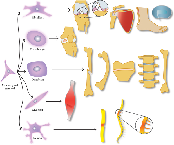 stem cells in orthopaedics