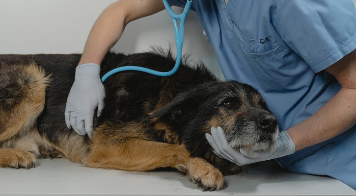 orthopedic conditions in dogs