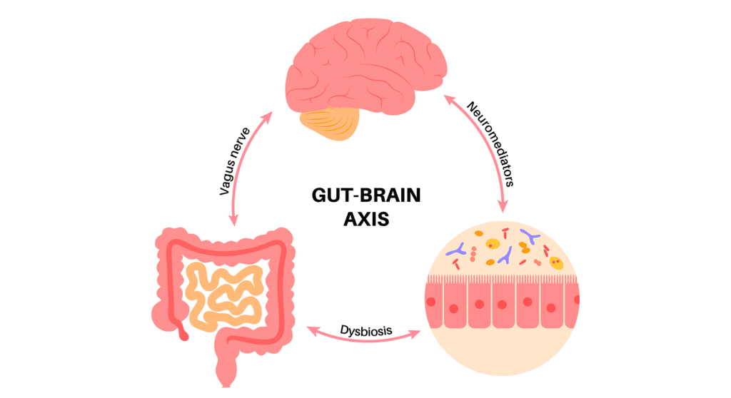 gut-brain axis 