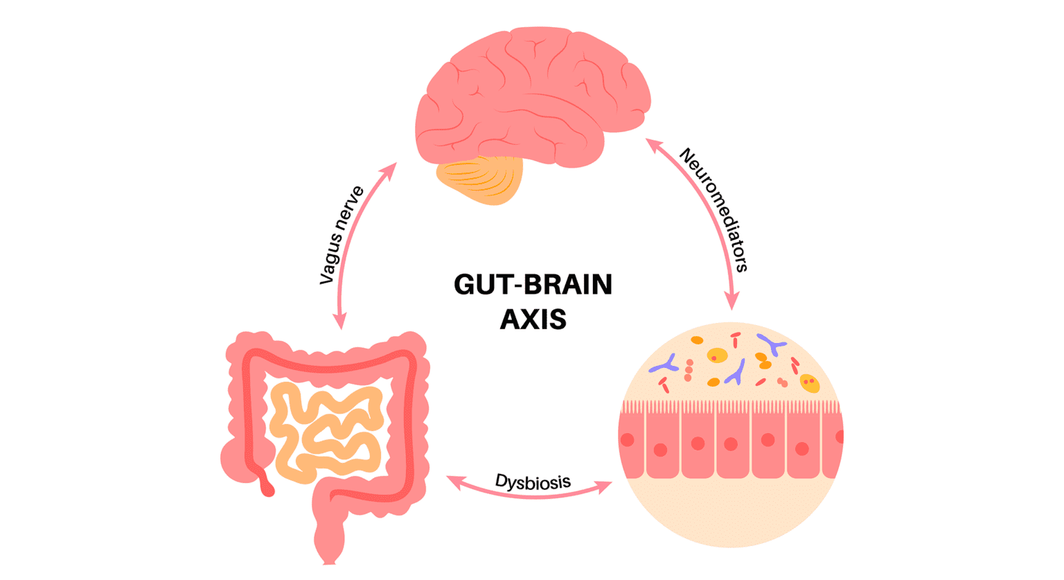 The Gut-Brain-Bone Axis: How Gut Health Affect Orthopedic Conditions ...